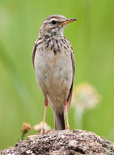 African Pipit
